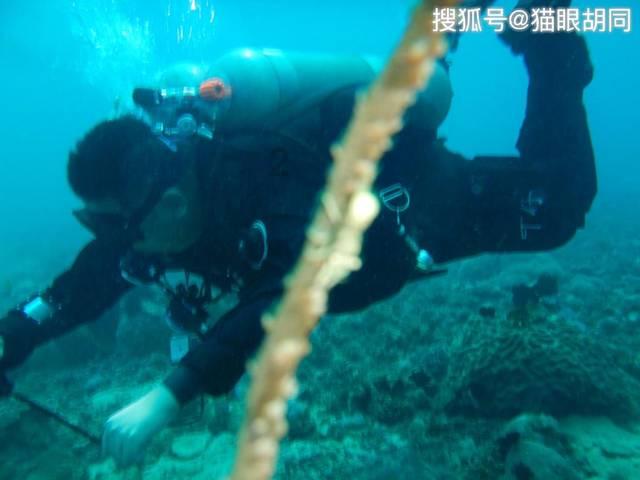 贪吃鼠吃豆豆